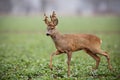 Roe deer, capreolus capreolus, buck with big antlers covered in velvet walking. Royalty Free Stock Photo