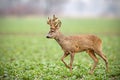 Roe deer, capreolus capreolus, buck with big antlers covered in velvet walking. Royalty Free Stock Photo