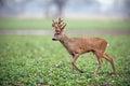 Roe deer, capreolus capreolus, buck with big antlers covered in velvet walking. Royalty Free Stock Photo