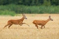 Roe deer buck chasing doe on a stubble field in summer rutting season Royalty Free Stock Photo