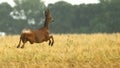 Roe deer Capreolus capreolus buck Royalty Free Stock Photo