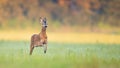 Roe deer buck running fast on a meadow in summer illuminated by morning sun. Royalty Free Stock Photo