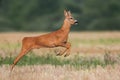 Roe deer buck running on a harvest field in summer Royalty Free Stock Photo
