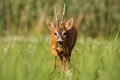 Roe deer buck running forward in summer Royalty Free Stock Photo