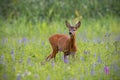 Roe deer, capreolus capreolus, buck in summer on a meadow full of flowers. Royalty Free Stock Photo