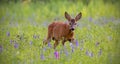 Roe deer, capreolus capreolus, buck in summer on a meadow full of flowers. Royalty Free Stock Photo