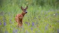 Roe deer, capreolus capreolus, buck in summer on a meadow full of flowers. Royalty Free Stock Photo