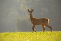 Roe deer, capreolus capreolus, buck in summer. Royalty Free Stock Photo