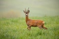 Roe deer, capreolus capreolus, buck watching alerted with leg lifted Royalty Free Stock Photo