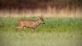 Roe deer buck in winter coat in spring walking on a green meadow in daylight Royalty Free Stock Photo