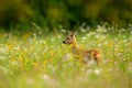 Roe deer, Capreolus capreolus, chewing green leaves, beautiful blooming meadow with many white and yellow flowers and animal. Summ Royalty Free Stock Photo