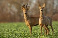 Roe deer, capreolus capreolus, couple at sunset in spring.