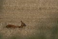 Roe deer, Capreolus capreolus, within a crop field, head shots while roaming taken in the afternoon in august, scotland. Royalty Free Stock Photo