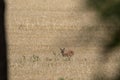 Roe deer, Capreolus capreolus, within a crop field, head shots while roaming taken in the afternoon in august, scotland.