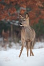 Roe deer, capreolus capreolus, in deep snow in winter. Royalty Free Stock Photo