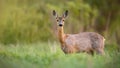 Roe deer, capreolus capreolus, doe female in spring standing on a meadow. Royalty Free Stock Photo