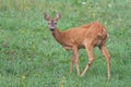 Roe Deer, Capreolus capreolus, Doe in green meadow. Royalty Free Stock Photo