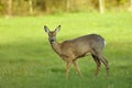 Roe Deer Royalty Free Stock Photo