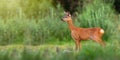 Roe deer standing on green glade in summertime nature Royalty Free Stock Photo