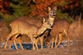 Roe deer doe with two fawns looking around on a glade in autumn Royalty Free Stock Photo