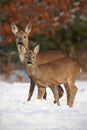 Roe deer, capreolus capreolus, family in deep snow in winter. Royalty Free Stock Photo