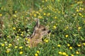 ROE DEER capreolus capreolus, FAWN LAYING DOWN WITH YELLOW FLOWERS, NORMANDY IN FRANCE Royalty Free Stock Photo