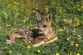 ROE DEER capreolus capreolus, FAWN LAYING DOWN WITH YELLOW FLOWERS, NORMANDY IN FRANCE Royalty Free Stock Photo