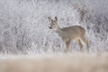 Roe deer Capreolus capreolus,female of this big mammal standing on a frozen field, winter time Royalty Free Stock Photo