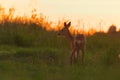 Roe deer (Capreolus capreolus) female in the field at dawn Royalty Free Stock Photo