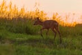 Roe deer (Capreolus capreolus) female in the field at dawn Royalty Free Stock Photo