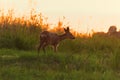 Roe deer (Capreolus capreolus) female in the field at dawn Royalty Free Stock Photo