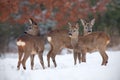 Roe deer, capreolus capreolus, herd in deep snow in winter. Royalty Free Stock Photo