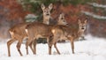 Roe deer, capreolus capreolus, herd in deep snow in winter. Royalty Free Stock Photo
