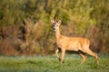 Roe deer Capreolus capreolus Majestic roe deer