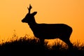 Roe deer, capreolus capreolus, male buck silhouette. Royalty Free Stock Photo