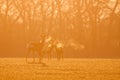 Roe deer, capreolus capreolus, morning backlight silhouette. Royalty Free Stock Photo