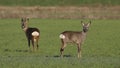 Roe deer Capreolus capreolus pair winter