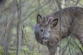 Roe deer (Capreolus capreolus) Royalty Free Stock Photo