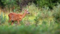 Roe deer sneaking on growned pasture in summer nature Royalty Free Stock Photo