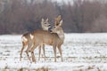 Roe deer Capreolus capreolus in winter on snow. Royalty Free Stock Photo