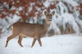 Roe deer, capreolus capreolus, in deep snow in winter. Royalty Free Stock Photo