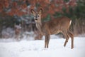 Roe deer, capreolus capreolus, in deep snow in winter. Royalty Free Stock Photo