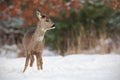 Roe deer, capreolus capreolus, in deep snow in winter. Royalty Free Stock Photo