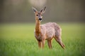 Roe deer, capreolus capreolus, doe female in spring standing on a meadow. Royalty Free Stock Photo