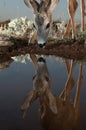 Roe Deer, Capreolus capreolus, drinking water with reflection Royalty Free Stock Photo