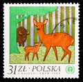 Roe Deer (Capreolus capreolus), European Bison (Bison bonasus), Human Environment serie, circa 1983