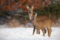 Roe deer, capreolus capreolus, family in deep snow in winter. Royalty Free Stock Photo