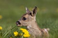 Roe Deer, capreolus capreolus, Fawn laying in Flowers, Licking its Nose, Normandy Royalty Free Stock Photo