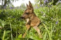ROE DEER capreolus capreolus, FAWN LAYING WITH FLOWERS, NORMANDY Royalty Free Stock Photo