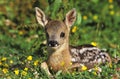 Roe Deer, capreolus capreolus, Fawn laying in Flowers, Normandy Royalty Free Stock Photo